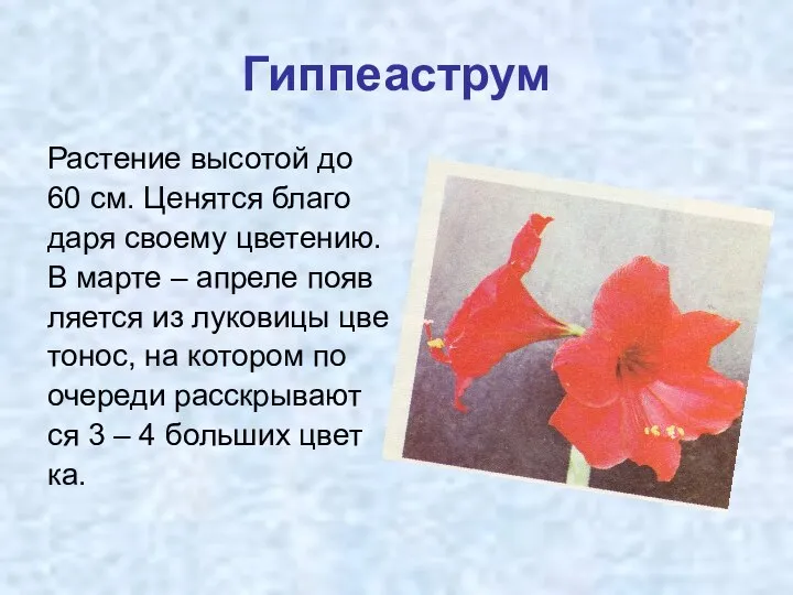 Гиппеаструм Растение высотой до 60 см. Ценятся благо даря своему цветению.