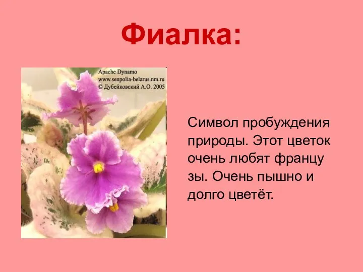 Фиалка: Символ пробуждения природы. Этот цветок очень любят францу зы. Очень пышно и долго цветёт.