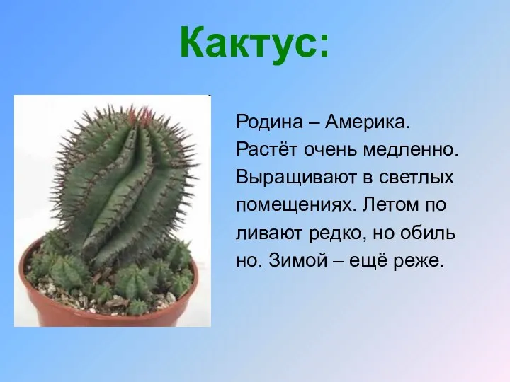 Кактус: Родина – Америка. Растёт очень медленно. Выращивают в светлых помещениях.