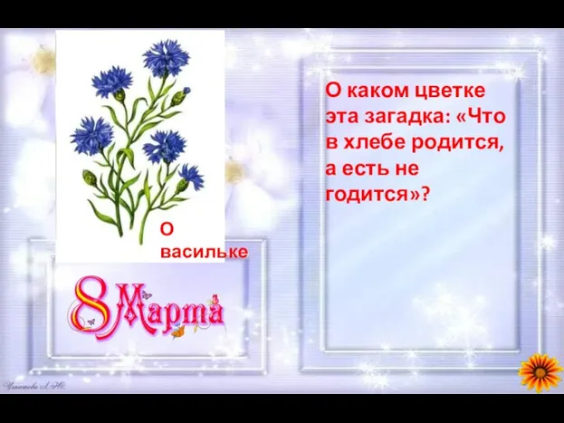 О каком цветке эта загадка: «Что в хлебе родится, а есть не годится»?