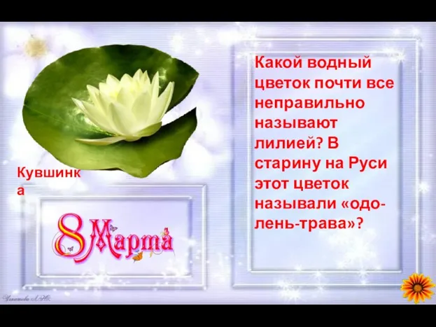 Какой водный цветок почти все неправильно называют лилией? В старину на