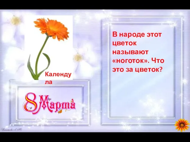 В народе этот цветок называют «ноготок». Что это за цветок?