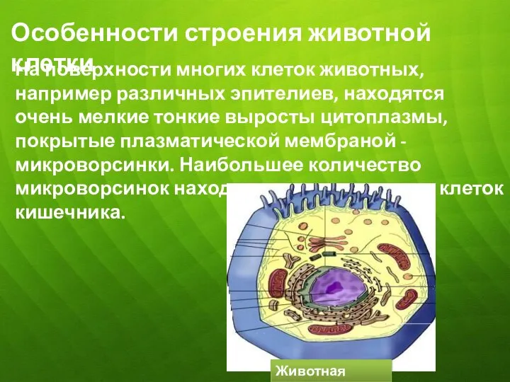 Особенности строения животной клетки На поверхности многих клеток животных, например различных