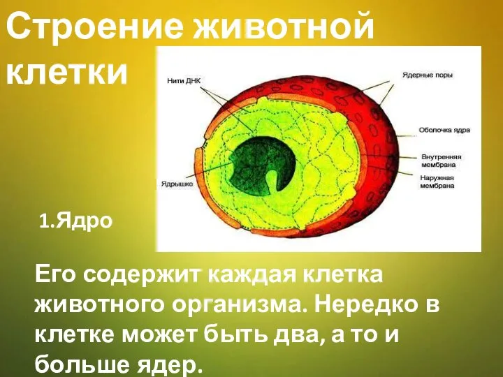 Строение животной клетки Его содержит каждая клетка животного организма. Нередко в