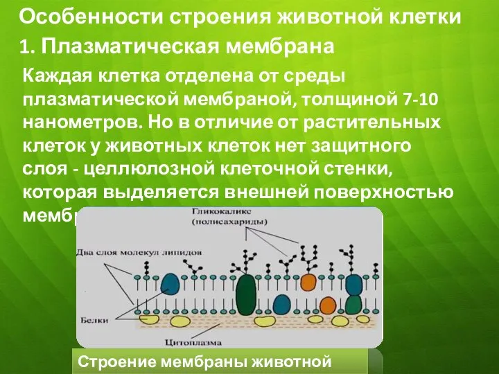 Особенности строения животной клетки Каждая клетка отделена от среды плазматической мембраной,