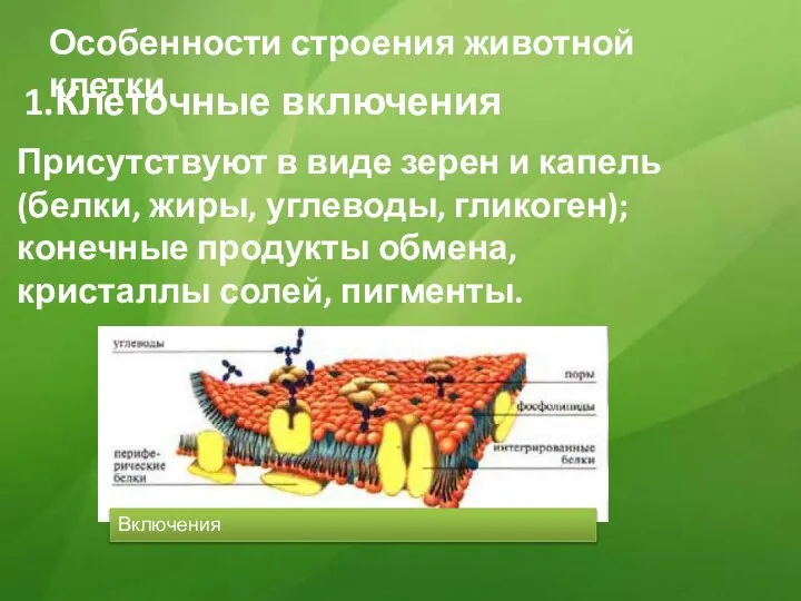 Особенности строения животной клетки 1.Клеточные включения Присутствуют в виде зерен и