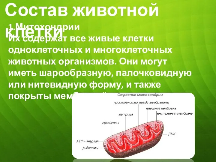 Состав животной клетки 1.Митохондрии Их содержат все живые клетки одноклеточных и