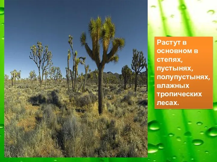 Растут в основном в степях, пустынях, полупустынях, влажных тропических лесах.