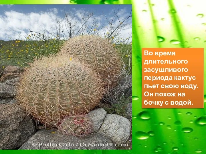 Во время длительного засушливого периода кактус пьет свою воду. Он похож на бочку с водой.