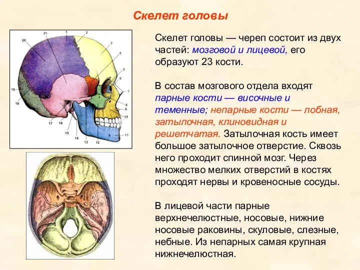 Скелет головы Скелет головы — череп состоит из двух частей: мозговой