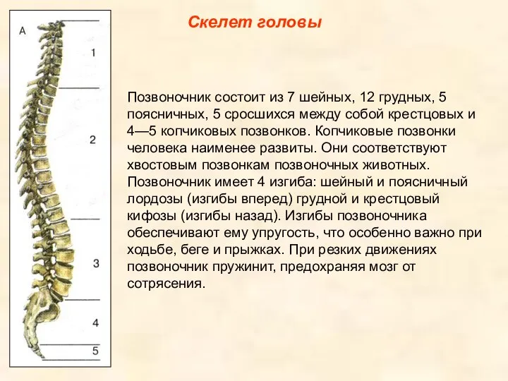 Скелет головы Позвоночник состоит из 7 шейных, 12 грудных, 5 поясничных,