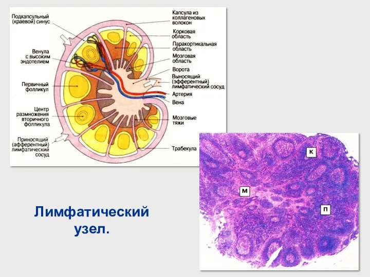 Лимфатический узел.