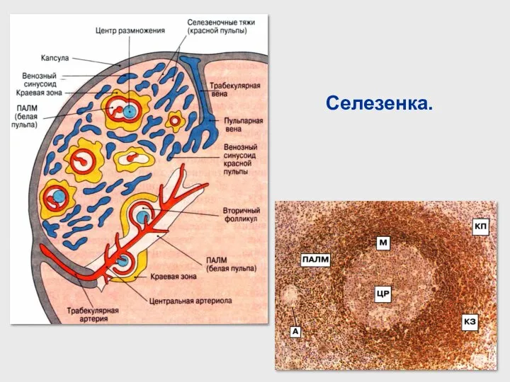 Селезенка.