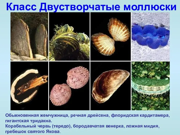 Класс Двустворчатые моллюски Обыкновенная жемчужница, речная дрейсена, флоридская кардитамера, гигантская тридакна.