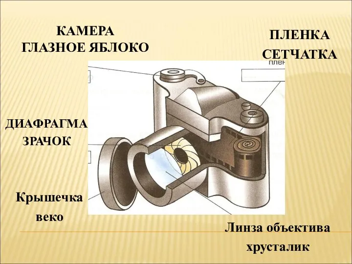 КАМЕРА ГЛАЗНОЕ ЯБЛОКО ДИАФРАГМА ЗРАЧОК ПЛЕНКА СЕТЧАТКА Крышечка веко Линза объектива хрусталик