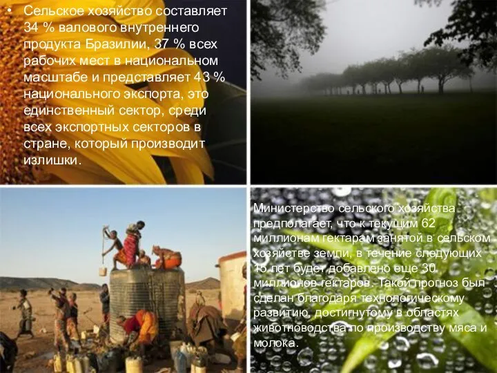 Сельское хозяйство составляет 34 % валового внутреннего продукта Бразилии, 37 %