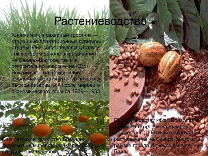 Растениеводство Хлопчатник и сахарный тростник — старейшие плантационные культуры страны. Они