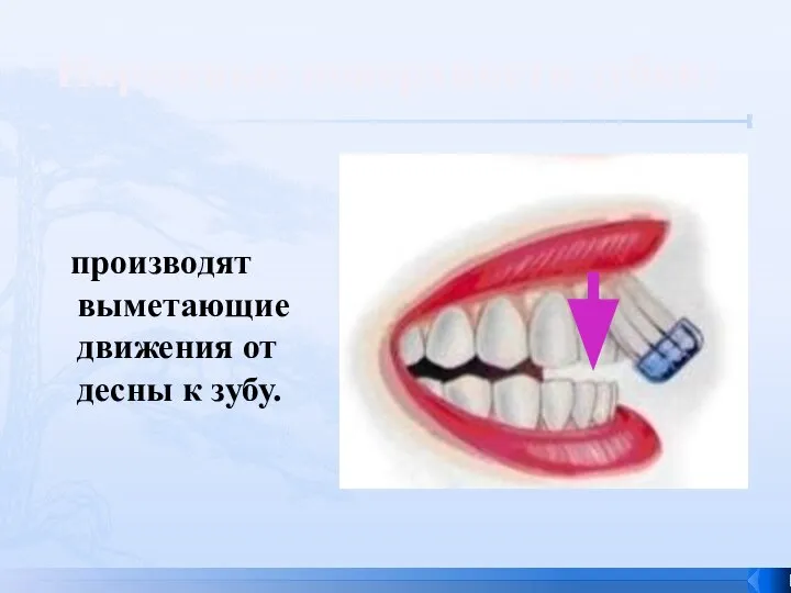 производят выметающие движения от десны к зубу. Наружные поверхности зубов: