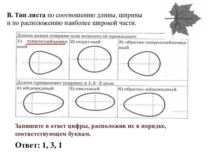 В. Тип листа по соотношению длины, ширины и по расположению наиболее