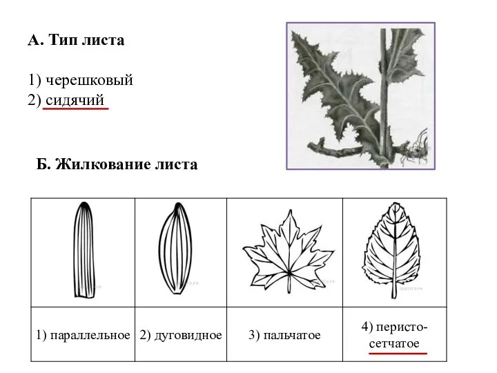 А. Тип листа 1) черешковый 2) сидячий Б. Жилкование листа Б. Жилкование листа