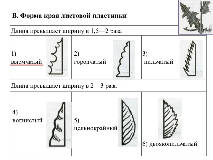 В. Форма края листовой пластинки