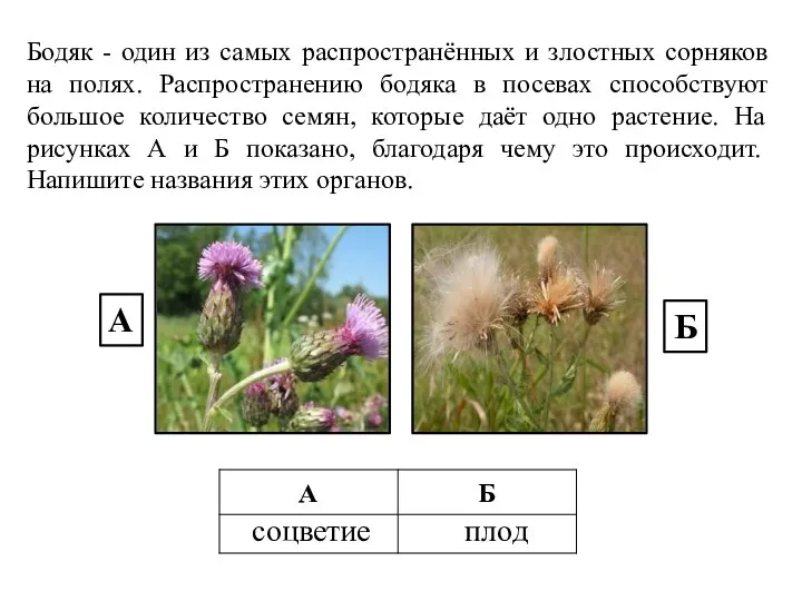 Бодяк - один из самых распространённых и злостных сорняков на полях.