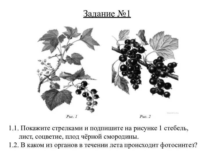 1.1. Покажите стрелками и подпишите на рисунке 1 стебель, лист, соцветие,