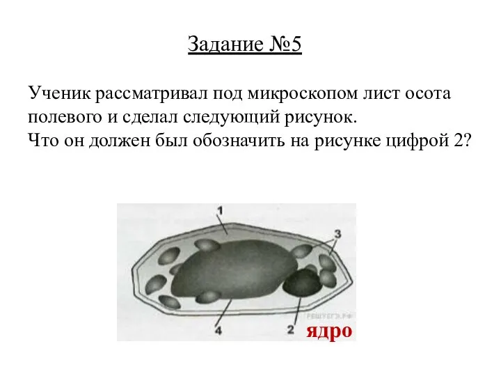 Задание №5 Ученик рассматривал под микроскопом лист осота полевого и сделал