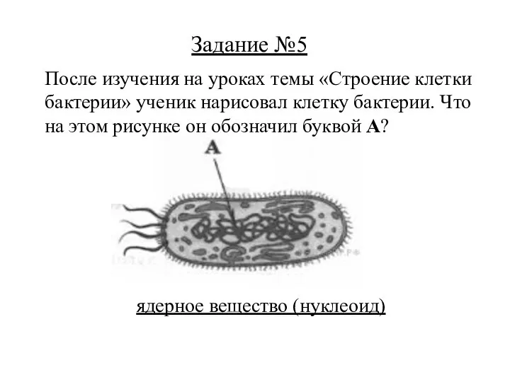 ядерное вещество (нуклеоид) Задание №5 После изучения на уроках темы «Строение