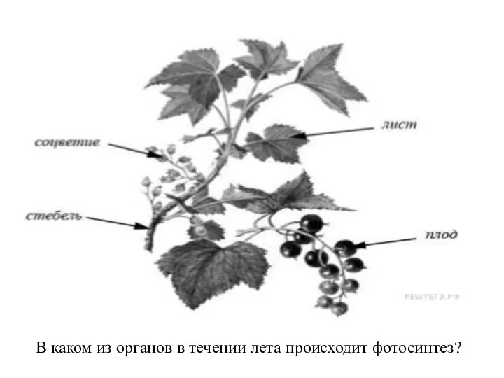 В каком из органов в течении лета происходит фотосинтез?