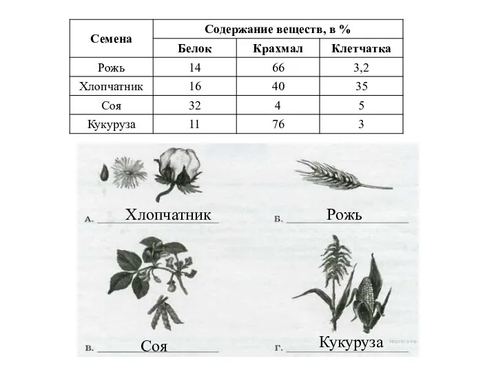 Хлопчатник Рожь Кукуруза Соя