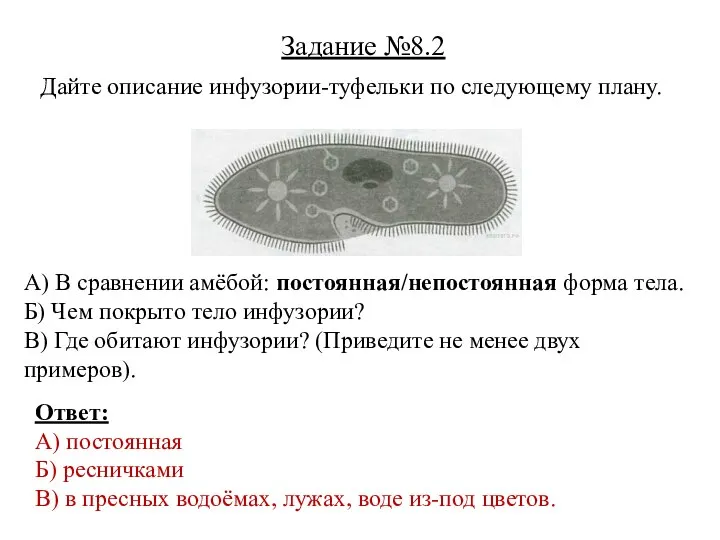 Дайте описание инфузории-туфельки по следующему плану. Задание №8.2 А) В сравнении