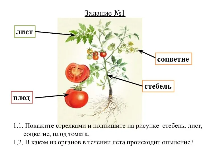 1.1. Покажите стрелками и подпишите на рисунке стебель, лист, соцветие, плод