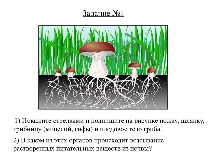 Задание №1 1) Покажите стрелками и подпишите на рисунке ножку, шляпку,