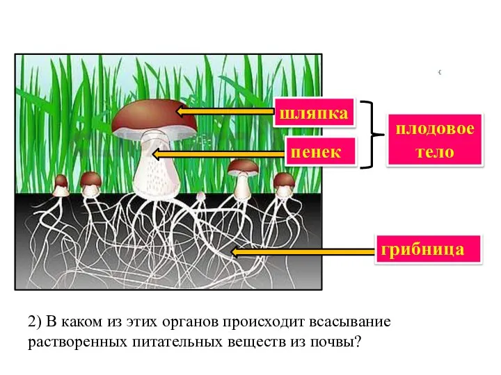 шляпка пенек плодовое тело грибница 2) В каком из этих органов