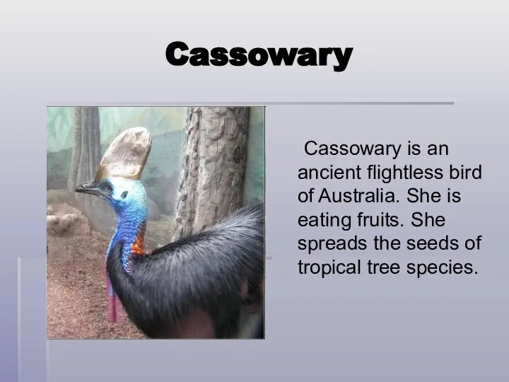 Cassowary Cassowary is an ancient flightless bird of Australia. She is