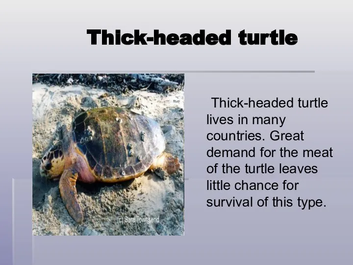 Thick-headed turtle Thick-headed turtle lives in many countries. Great demand for