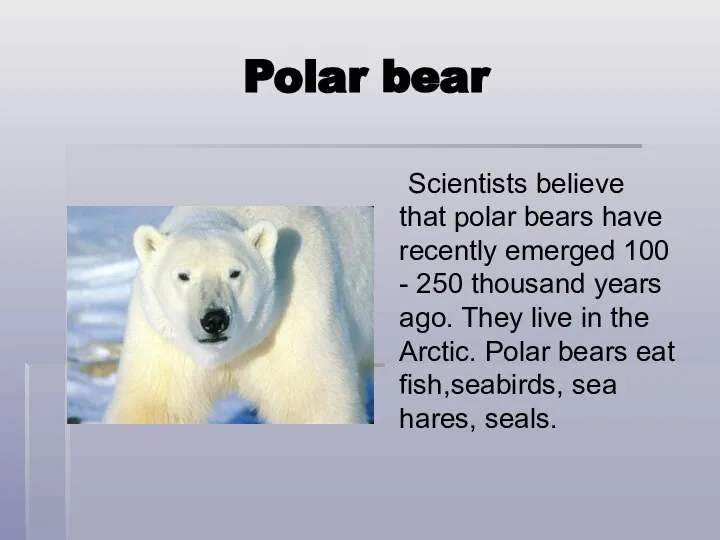 Polar bear Scientists believe that polar bears have recently emerged 100
