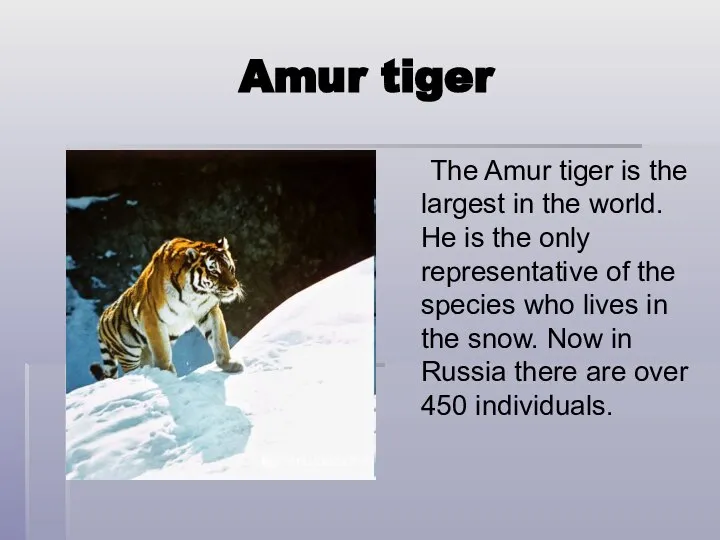 Amur tiger The Amur tiger is the largest in the world.