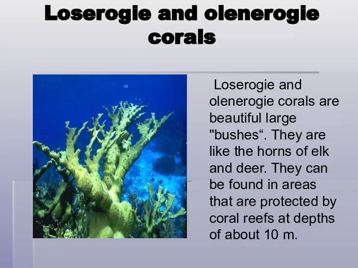 Loserogie and olenerogie corals Loserogie and olenerogie corals are beautiful large