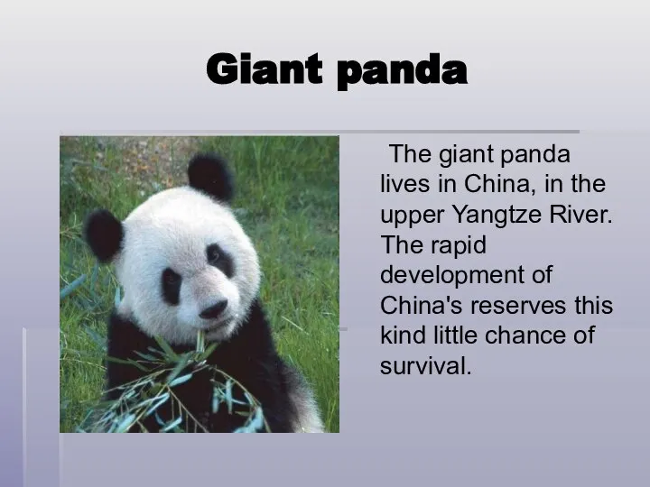 Giant panda The giant panda lives in China, in the upper