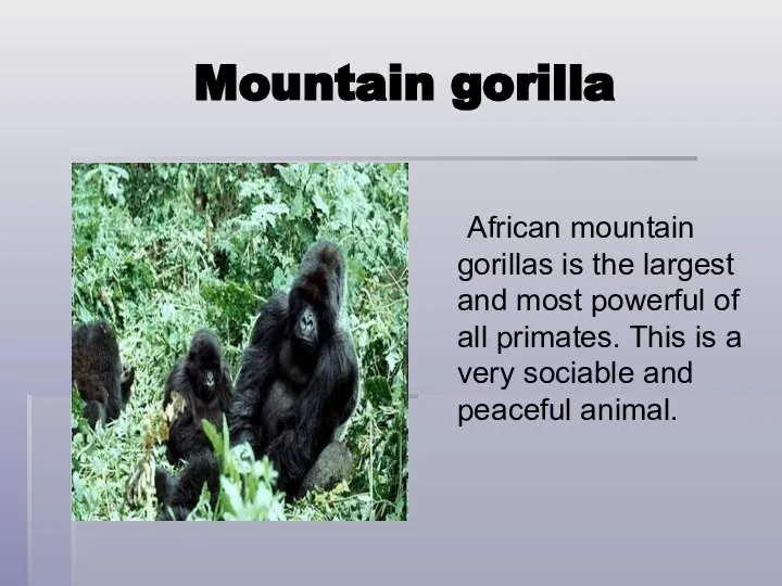 Mountain gorilla African mountain gorillas is the largest and most powerful