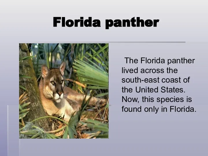 Florida panther The Florida panther lived across the south-east coast of