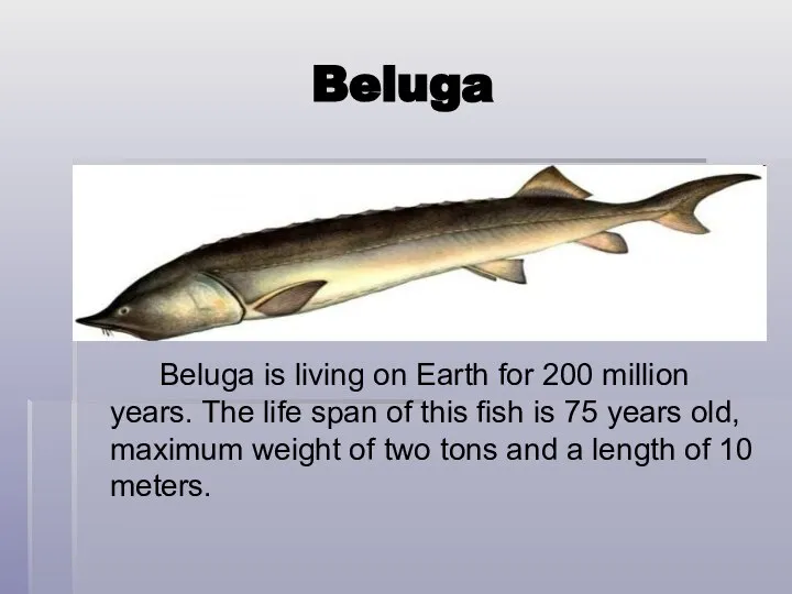 Beluga Beluga is living on Earth for 200 million years. The