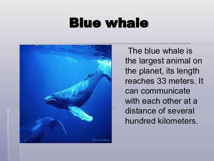 Blue whale The blue whale is the largest animal on the