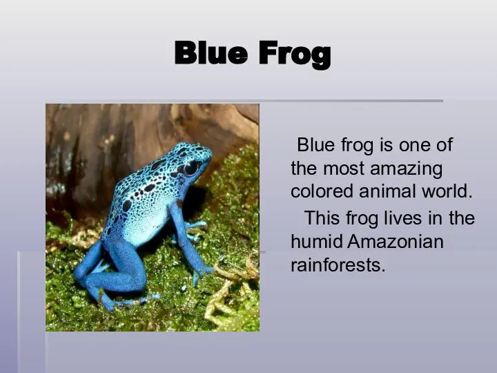 Blue Frog Blue frog is one of the most amazing colored