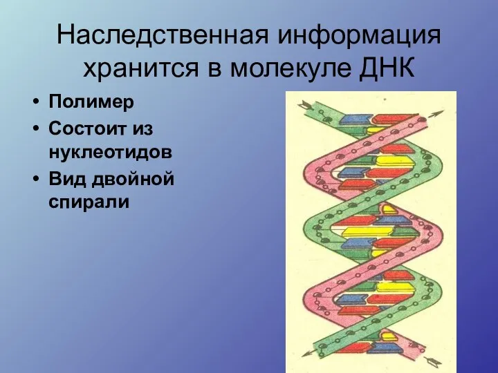 Наследственная информация хранится в молекуле ДНК Полимер Состоит из нуклеотидов Вид двойной спирали
