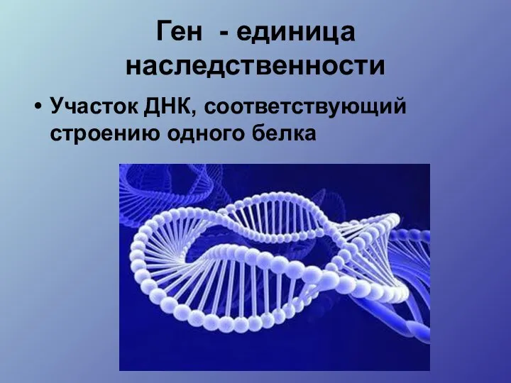 Ген - единица наследственности Участок ДНК, соответствующий строению одного белка