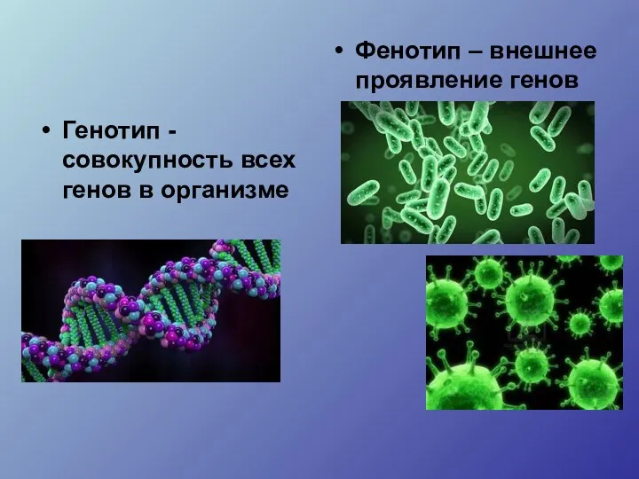 Генотип - совокупность всех генов в организме Фенотип – внешнее проявление генов