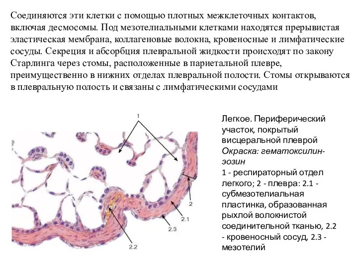 Соединяются эти клетки с помощью плотных межклеточных контактов, включая десмосомы. Под